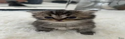 Persian cats for sale: Beautiful Persian boy - Advert 5