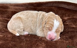 Double Doodle dogs for sale: Stunning Double Doodle Puppies  - Image 28
