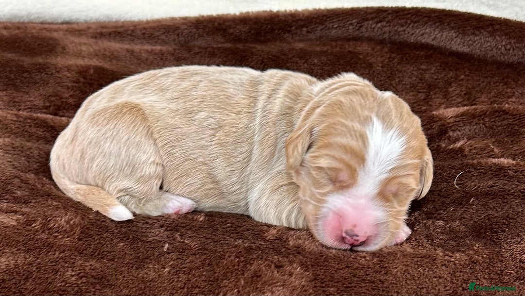 Double Doodle dogs for sale: Stunning Double Doodle Puppies  - Image 28