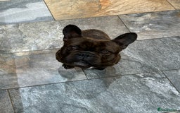 Miniature Dachshund dogs for sale: Rehoming - Mini dachshund (3) & French Bulldog (8) - Image 13