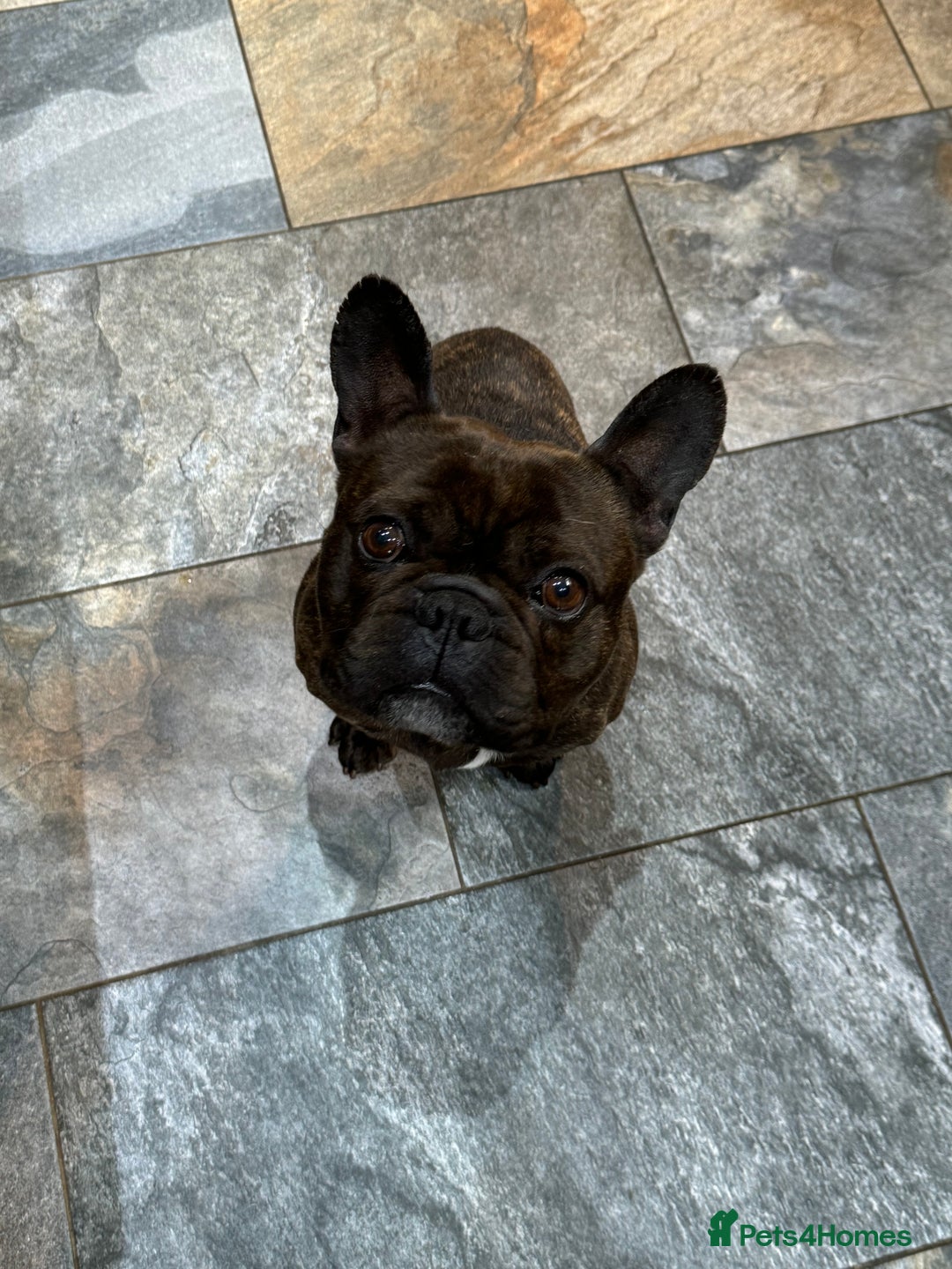 Miniature Dachshund dogs for sale: Rehoming - Mini dachshund (3) & French Bulldog (8) - Image 13