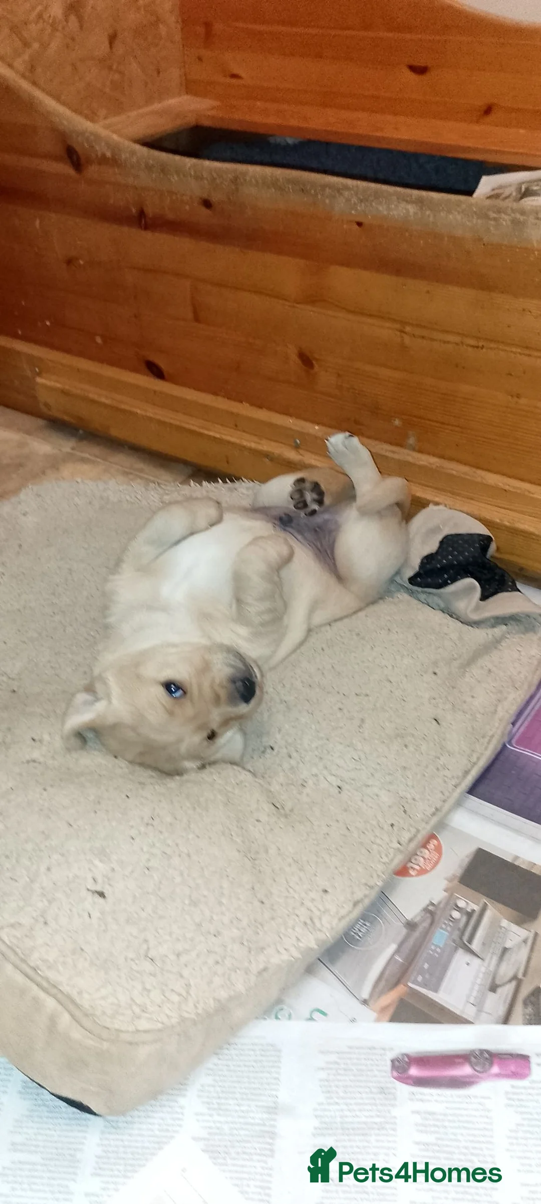 Labrador Retriever dogs for sale: Lovely nature pup in Axminster - Advert 2