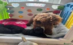 Miniature Poodle dogs for sale: DNA H/Tested Miniature poodle  - Image 19
