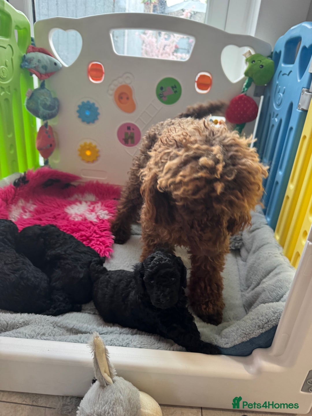Miniature Poodle dogs for sale: DNA H/Tested Miniature poodle  - Image 19