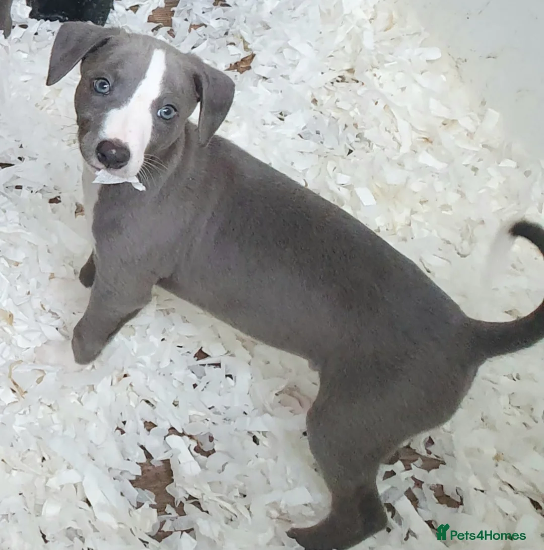 Whippet dogs for sale: Pedigree Whippet Blue Puppies - Advert 6
