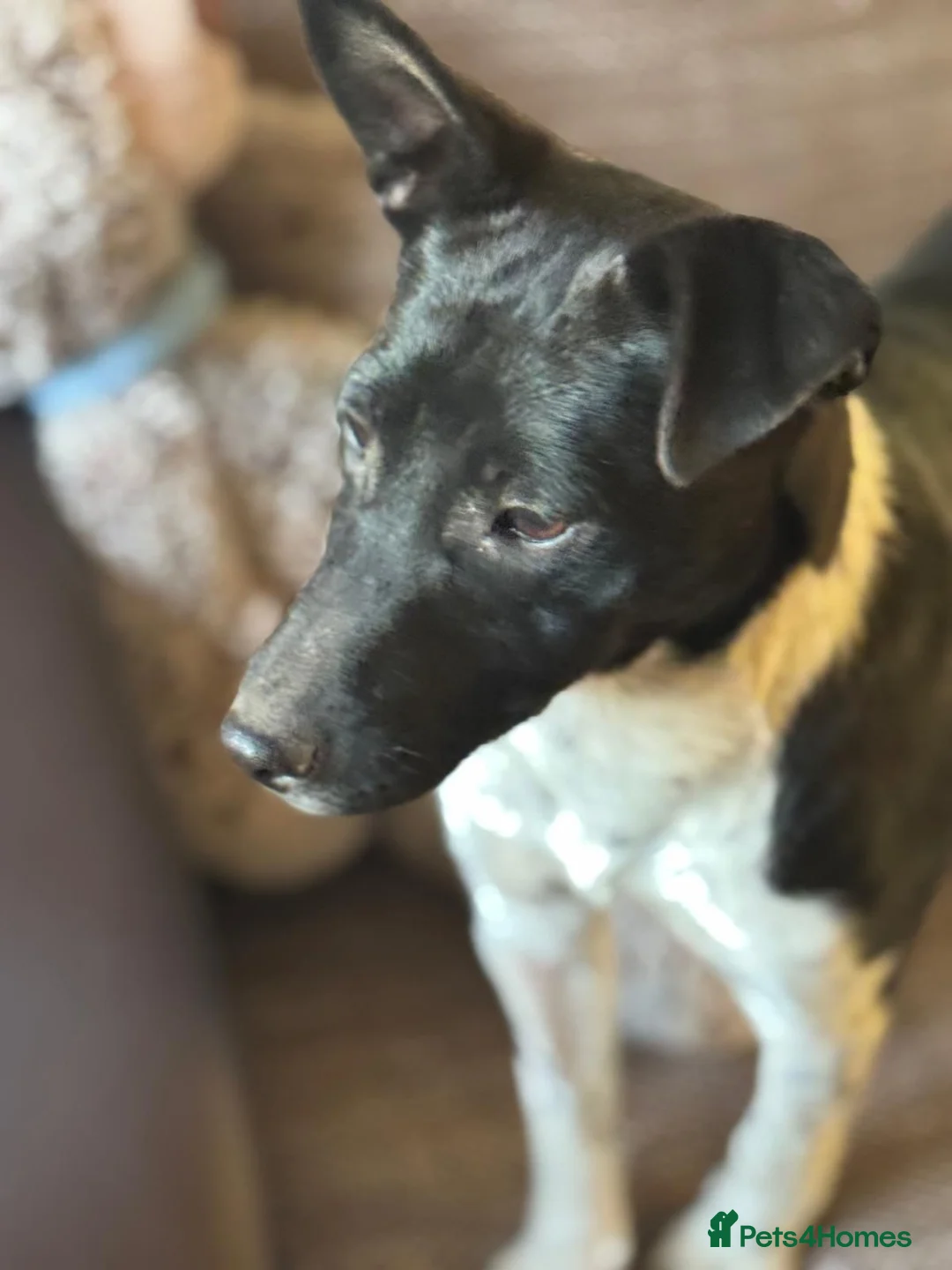 Mixed Breed dogs for adoption: Little Lara looking for love - Advert 1