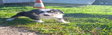 Border Collie Puppy 3