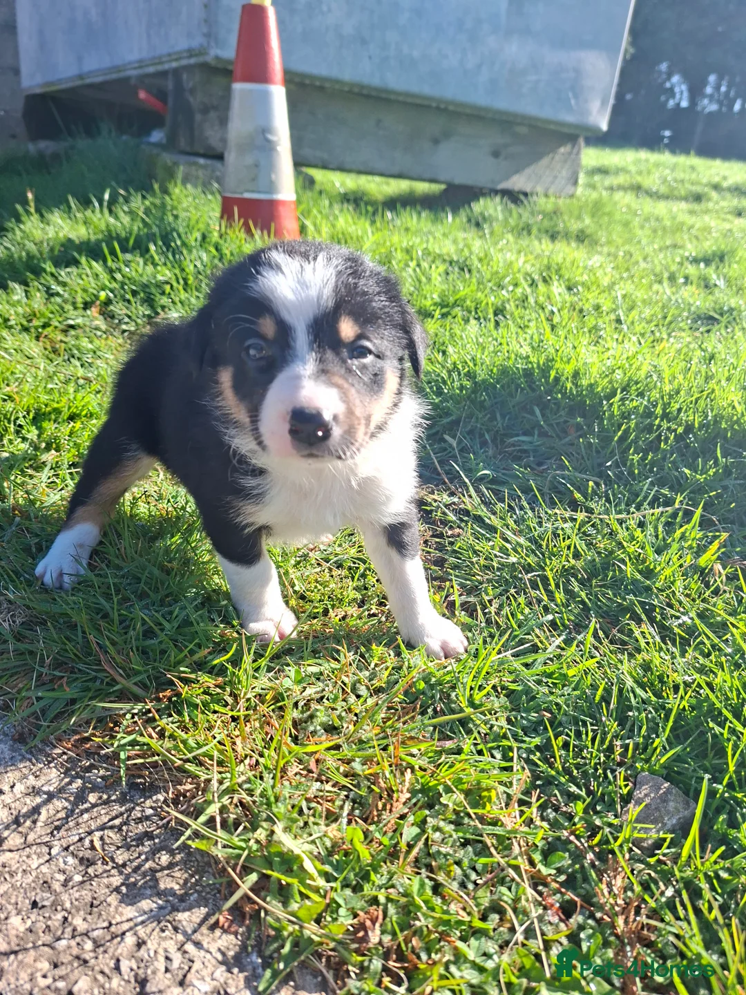 Border Collie dogs for sale: Stunning farm bred border collie pups  - Advert 10