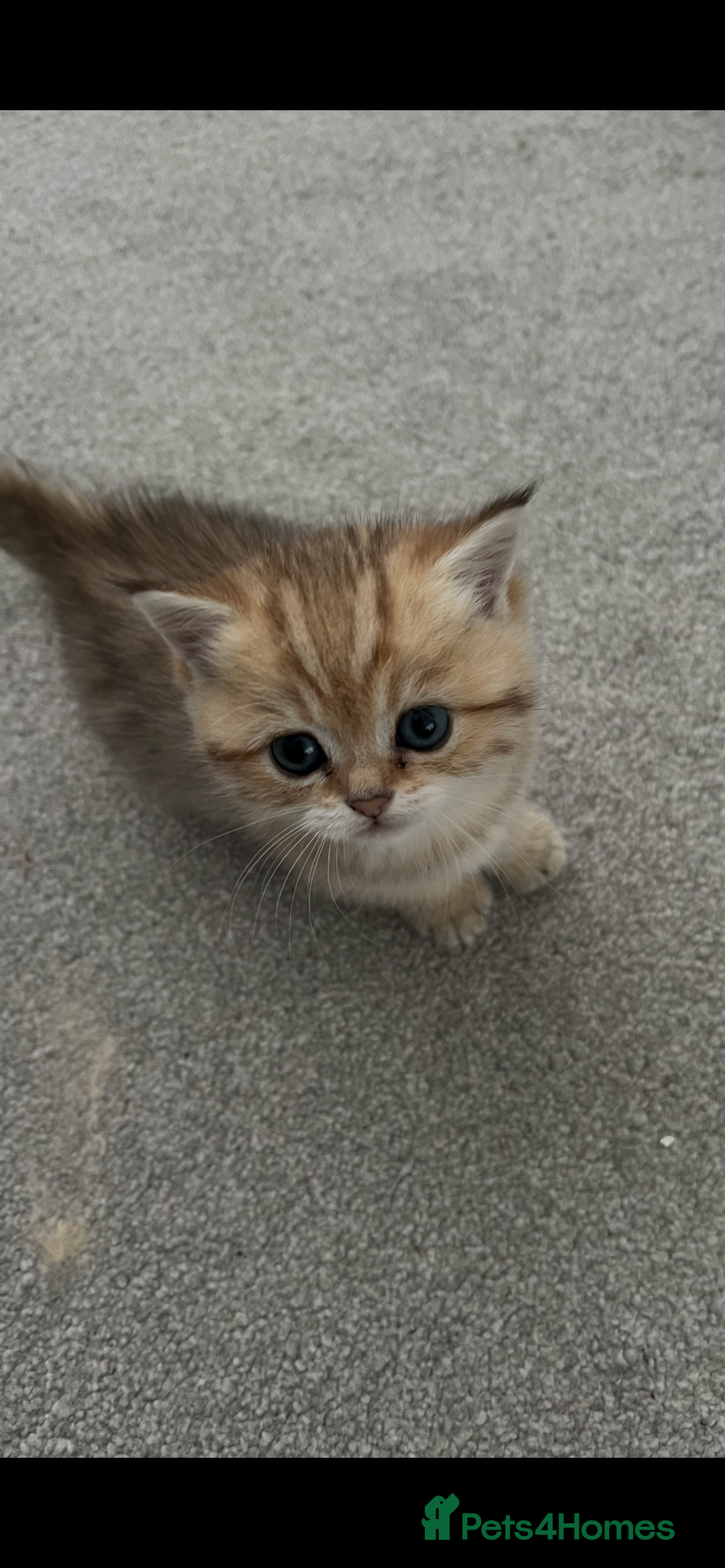 British Shorthair cats for sale: Two golden British Shorthair females - Advert 10