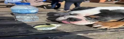 English Bulldog dogs for sale: 3‑Year‑Old New English Bulldog, Neutered, rehome in Plymouth - Advert 7