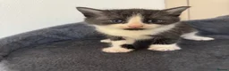 Mixed Breed cats for sale: 4 beautiful kittens ready in 4 weeks  - Advert 6