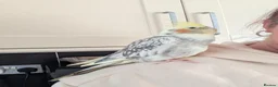 Cockatiels birds for sale: Lovely female cockatiel  - Advert 5