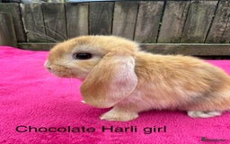 Mini Lop rabbits for sale: Friendly pure mini lops  - Image 3