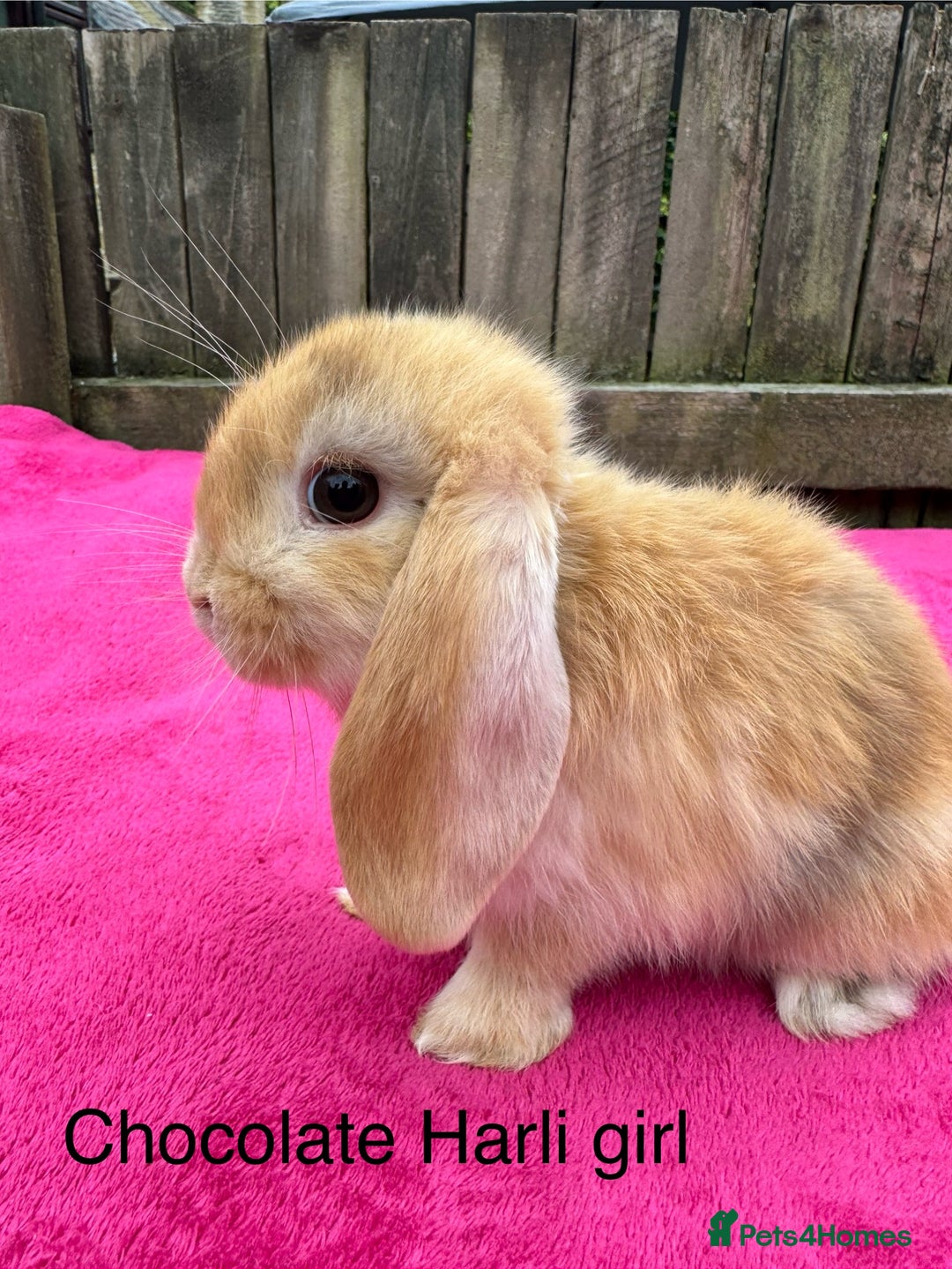 Mini Lop rabbits for sale: Friendly pure mini lops  - Image 3