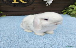 Mini Lop rabbits for sale: **Stunning Mini lop baby buck available** - Image 1