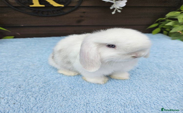 Mini Lop rabbits - Advert 10
