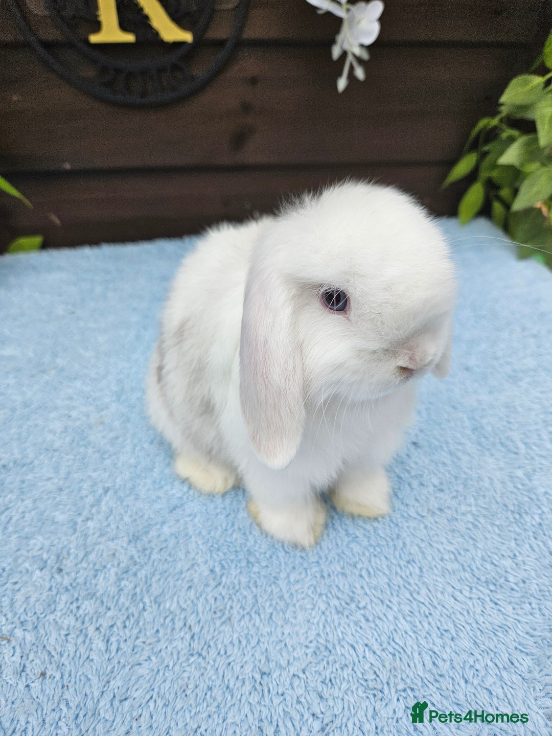 Mini Lop rabbits for sale: **Stunning Mini lop baby buck available** - Image 1