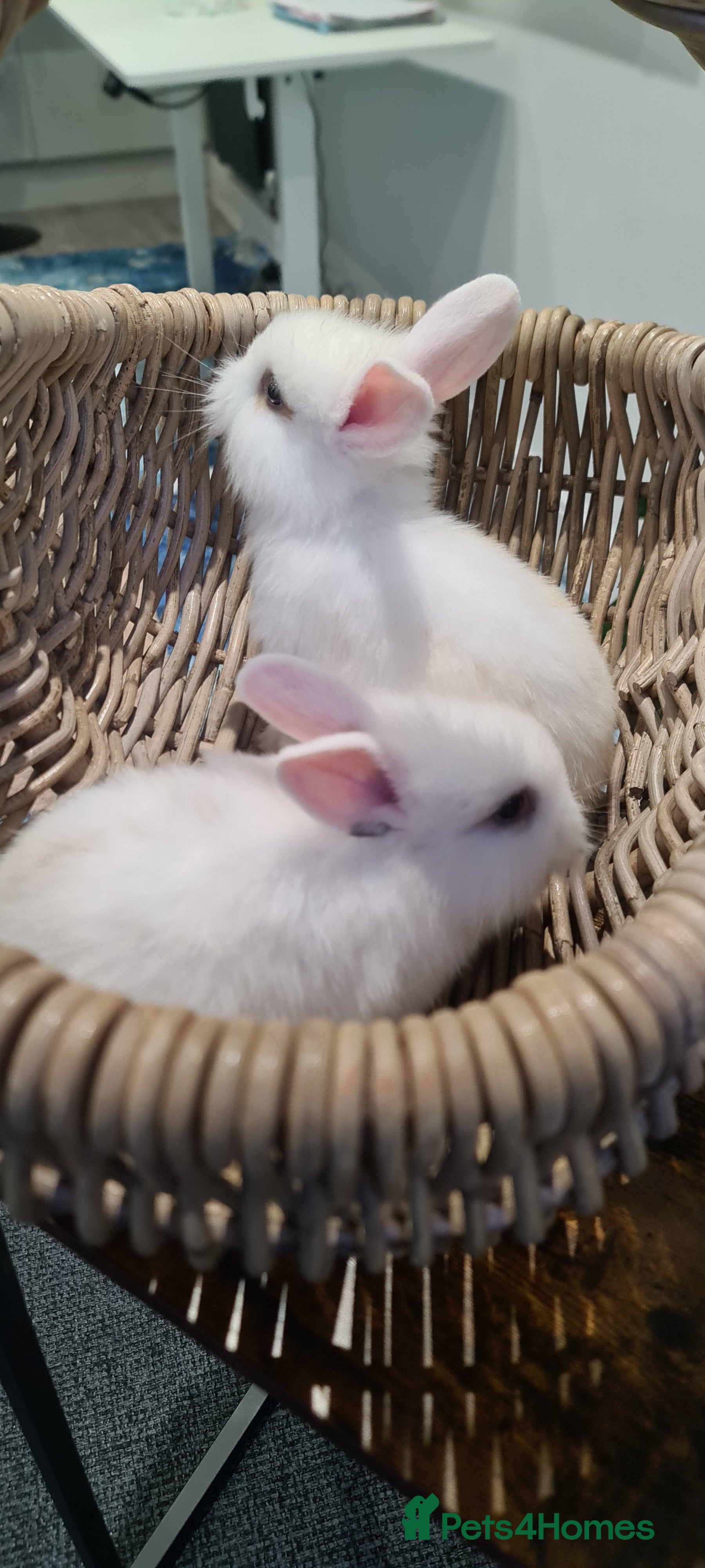 English Lop rabbits Bunny  - Advert 2