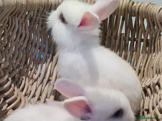 English Lop rabbits Bunny - Advert 1