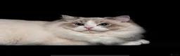 Ragdoll cats for stud: BEST RAGDOLL IN UK BLUE LYNX BI COLOR - Advert 3