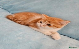 Scottish Fold cats for sale: Adorable Scottish fold Straight Ears Kittens - Image 7