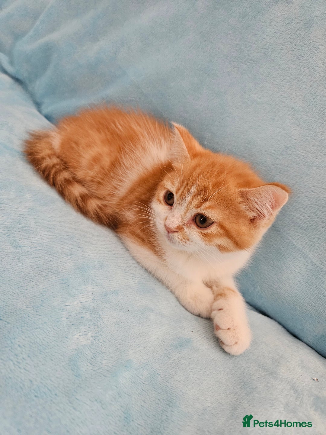 Scottish Fold cats for sale: Adorable Scottish fold Straight Ears Kittens - Image 7