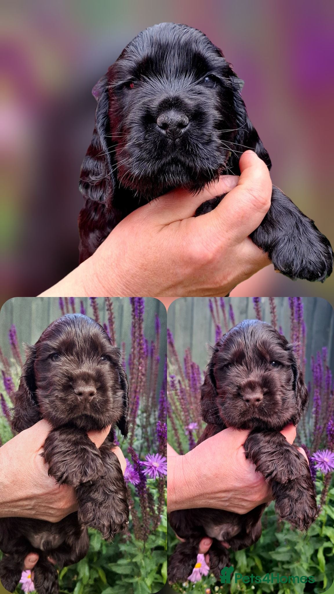 Cocker Spaniel dogs Show type KC Reg Cocker Spaniel Puppies Available - Advert 1