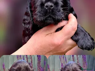 Cocker Spaniel dogs Show type KC Reg Cocker Spaniel Puppies Available - Advert 1