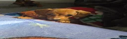 Miniature Dachshund dogs for sale: 4 beautiful miniature dachshunds  - Advert 6