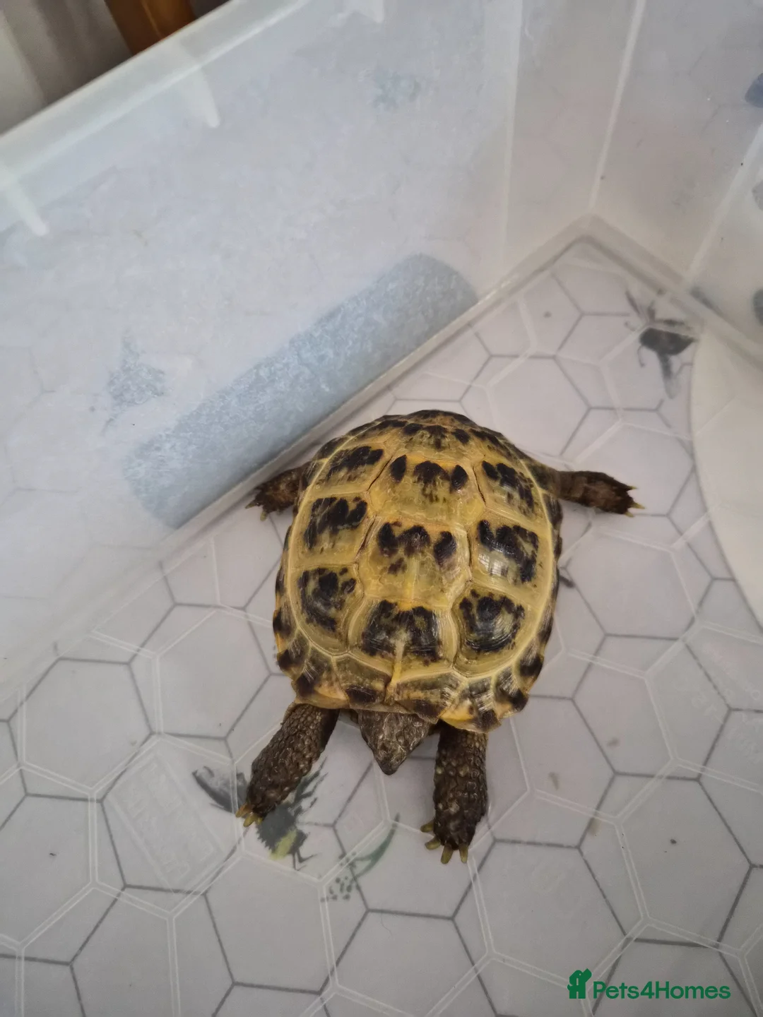 Tortoise reptiles for sale: Horsefield tortoises  - Advert 7