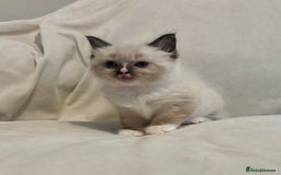 Ragdoll cats for sale: Beautiful Ragdoll kittens - Image 12