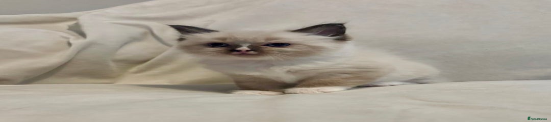 Ragdoll Kitten 4