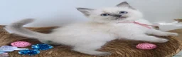 Ragdoll cats for sale: GCCF REGISTERED PEDIGREE RAGDOLL KITTENS  - Advert 7