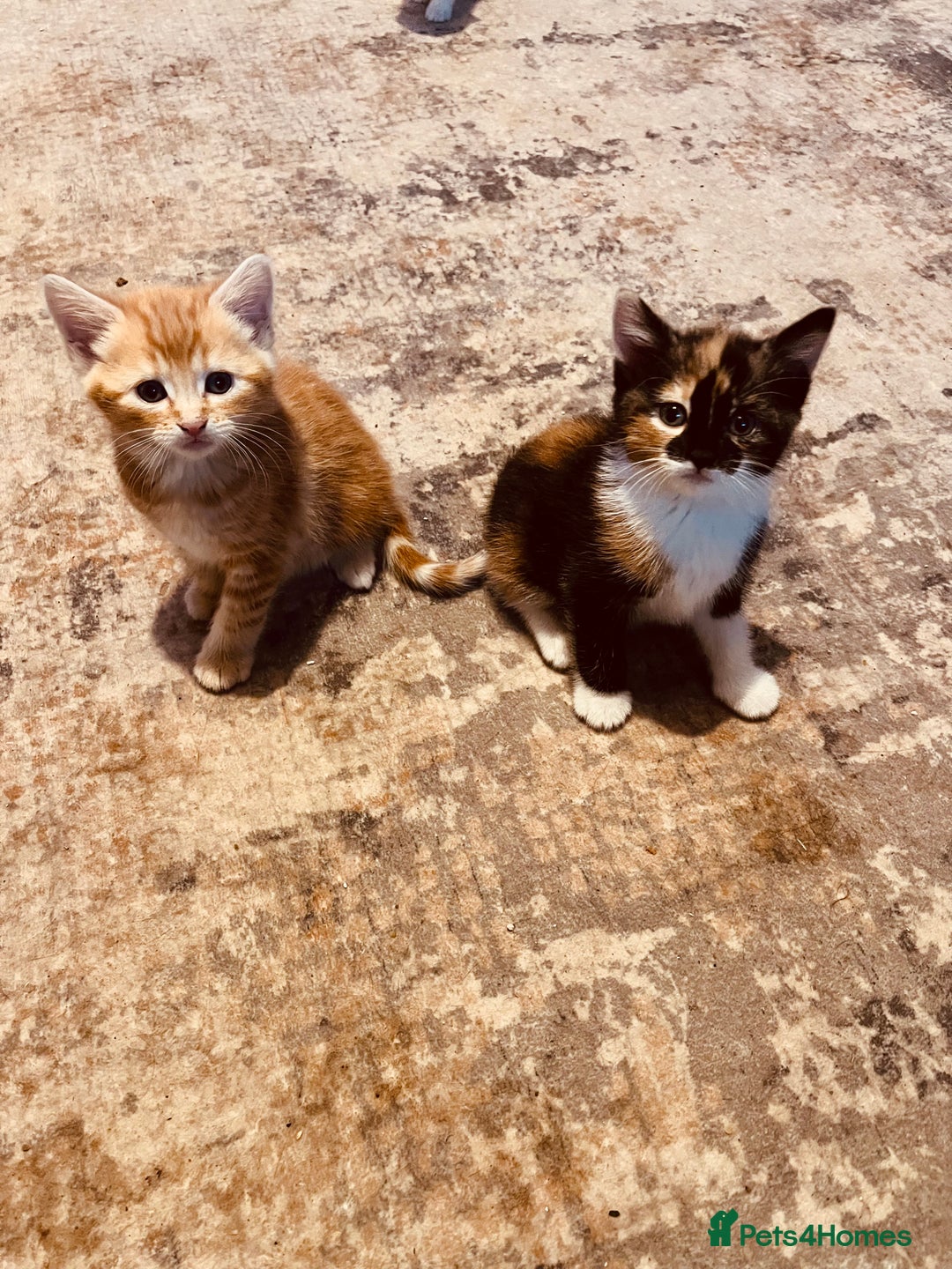 Mixed Breed cats for sale: Playful adorable kittens  - Advert 1