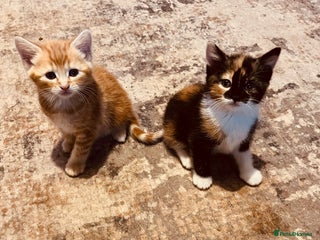 Mixed Breed cats Playful adorable kittens - Advert 1