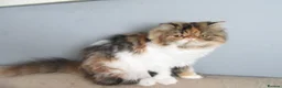 Persian cats for sale: Adorable Persian female kitten Ready now - Advert 8