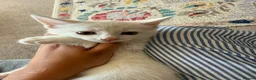 Turkish Angora cats for sale: Kittens - Advert 14
