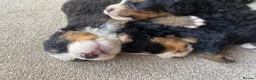 Bernedoodle dogs for sale: Beautiful Tri colour bernedoodle puppies  - Advert 12