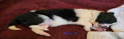 Border Collie dogs for sale: Beautiful Border Collie Puppies - Advert 28