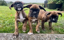 Boxer dogs for sale: KC Registered Boxer puppies  - Image 5