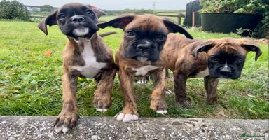 Boxer dogs - Advert 4