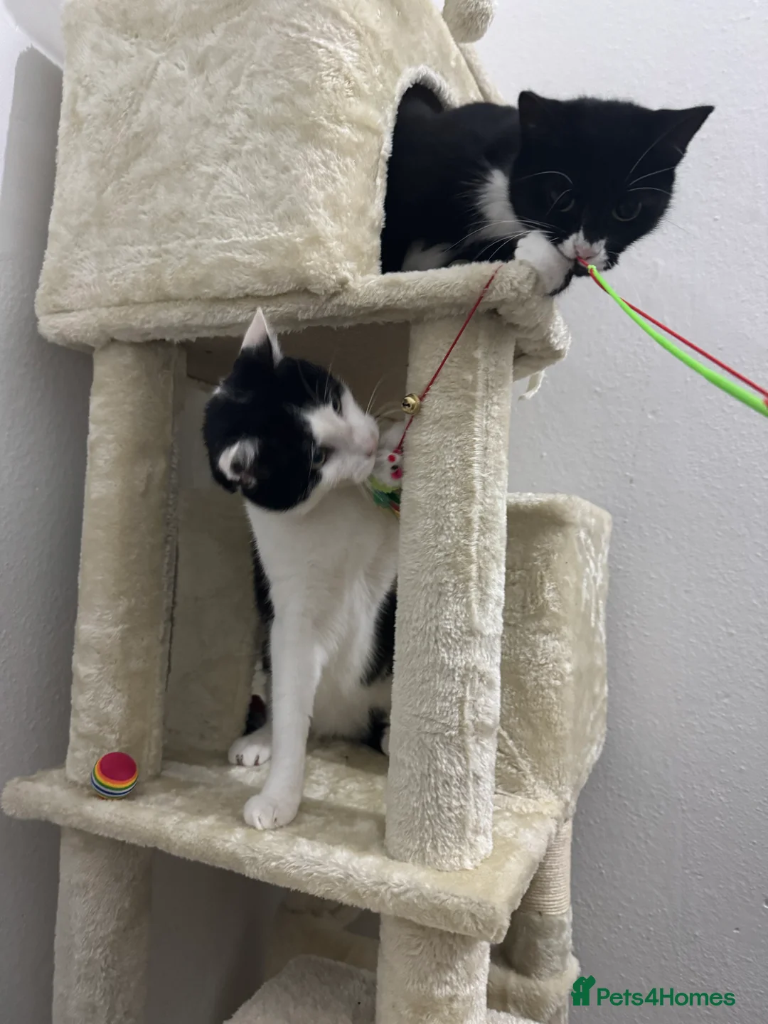 Domestic Shorthair cats for sale: Beautiful Black and White Kittens. in Guildford - Advert 8