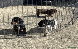 Miniature Dachshund dogs for sale: miniature dachshund puppies for sale. - Image 7