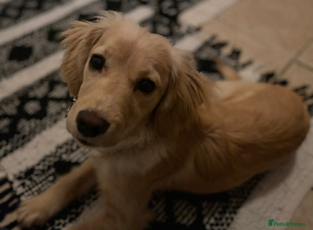 Cockapoo dogs for sale: Beautiful cockapoo puppy - Advert 8