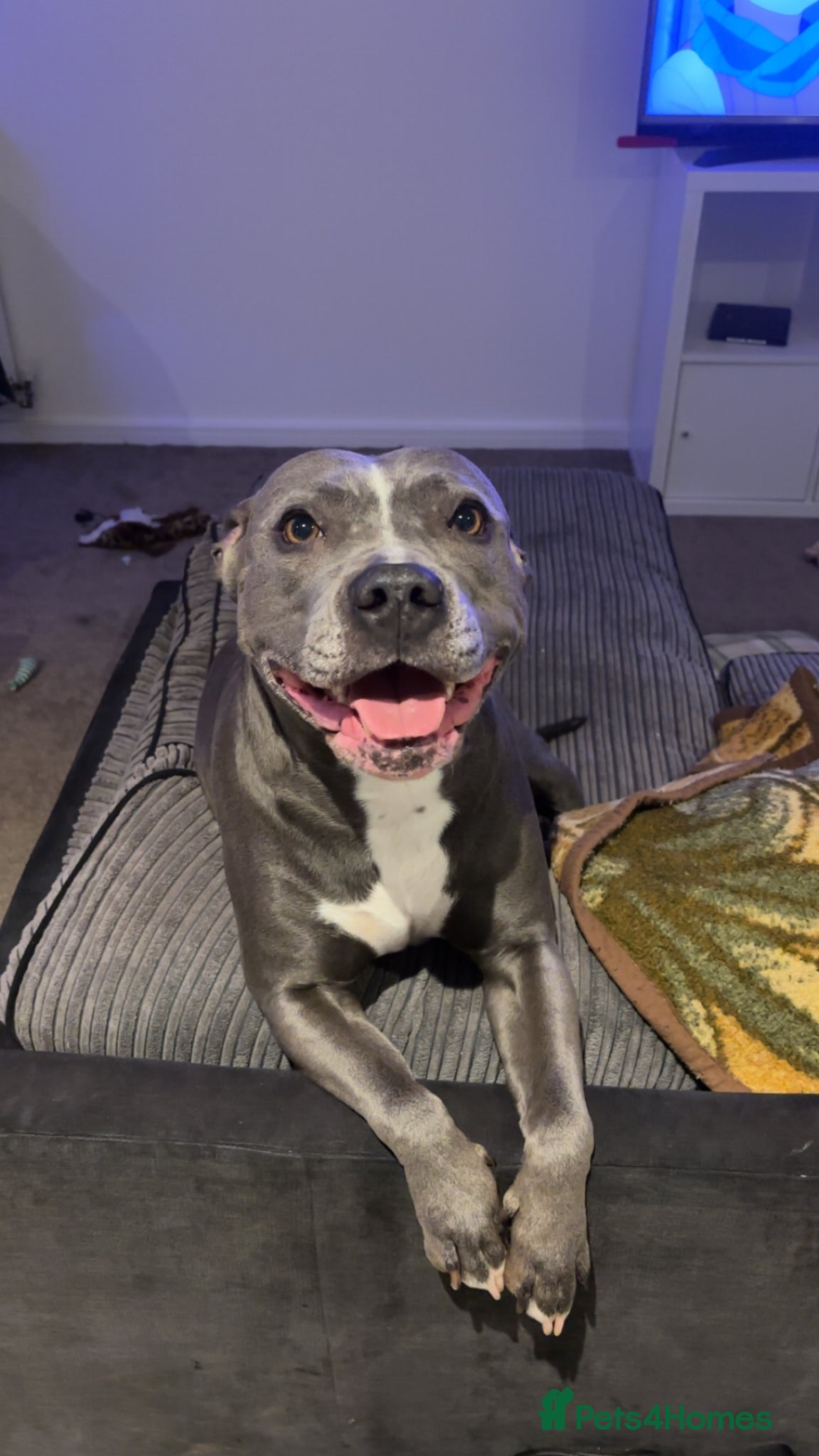 Staffordshire Bull Terrier dogs for sale: Last girl to go.  - Advert 10