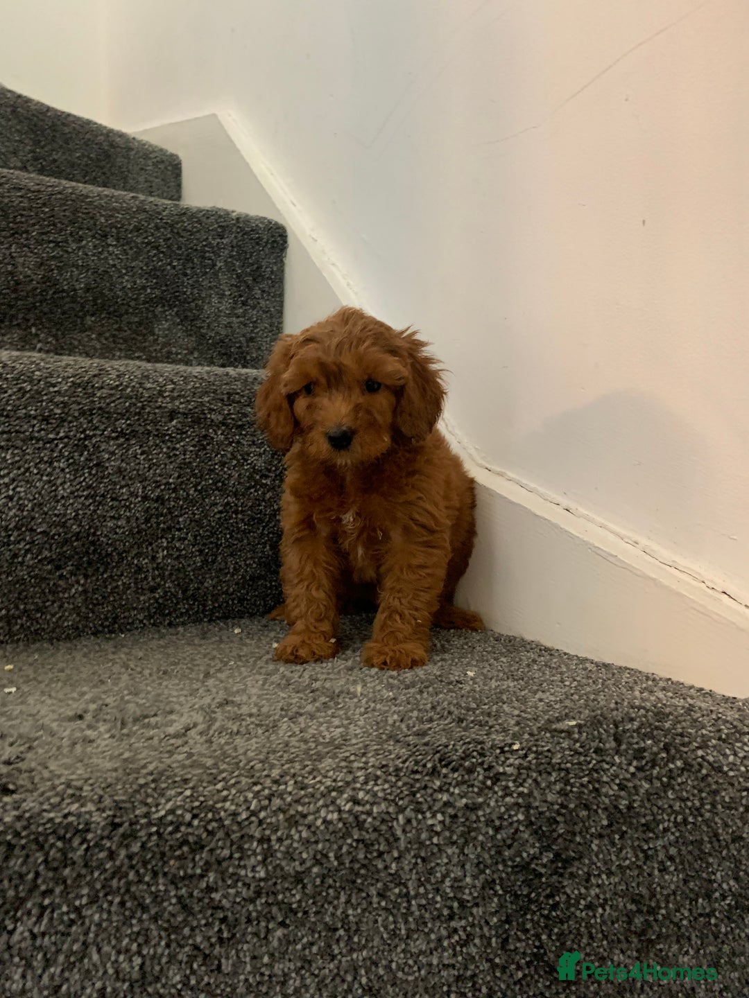Cavapoo dogs for sale: Small Cavapoo puppies (toy poodle) - Image 2