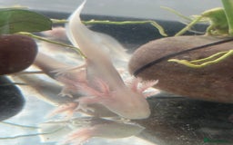 Axolotl reptiles for sale: 5 months old juvenile pink axolotls £30 in Welling - Image 3
