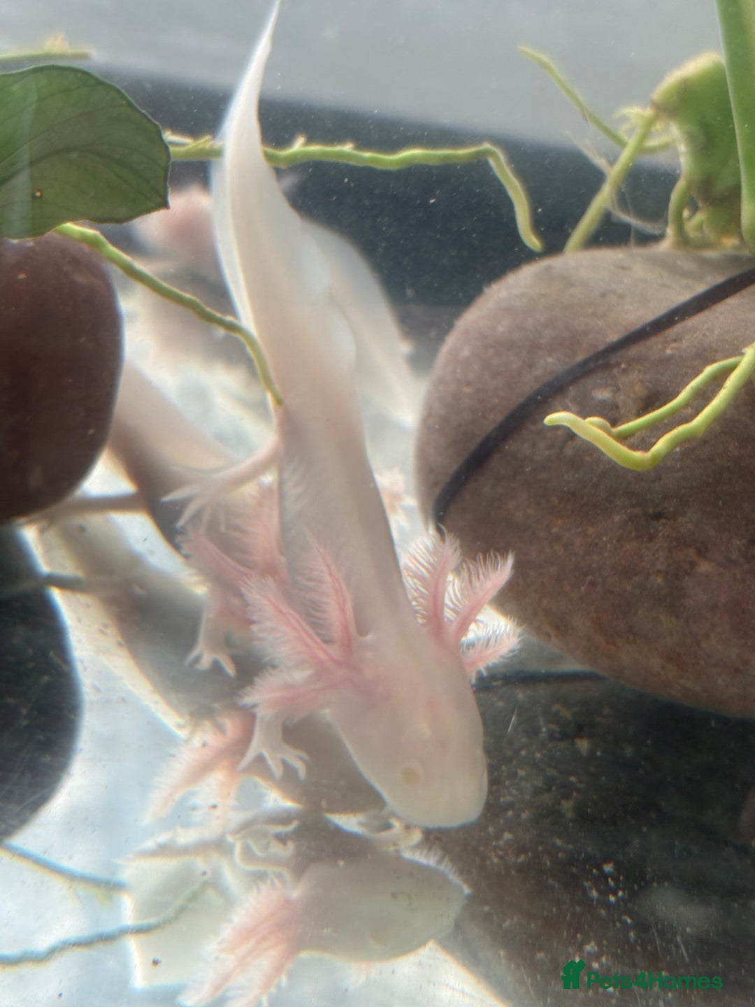 Axolotl reptiles for sale: 5 months old juvenile pink axolotls £30 in Welling - Image 3