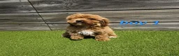 Cockapoo dogs for sale: 7 Adorable F1 Cockapoo pups ♥️🐕🐾 - Advert 1