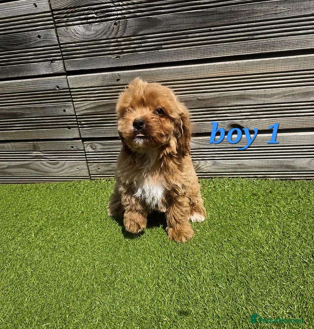 Cockapoo dogs for sale: 7 Adorable F1 Cockapoo pups ♥️🐕🐾 - Advert 1